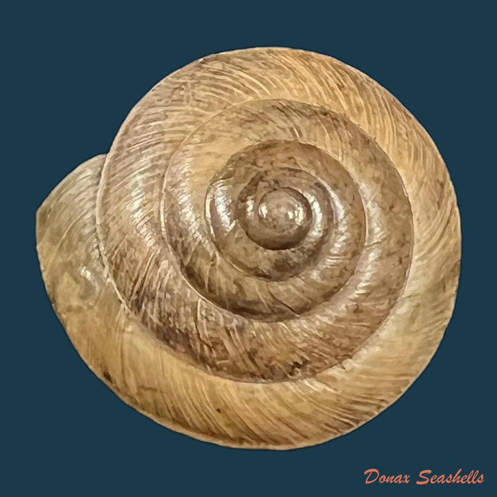 trochonanina-mozambicensis-l-pfeiffer-1855-23mm-copia