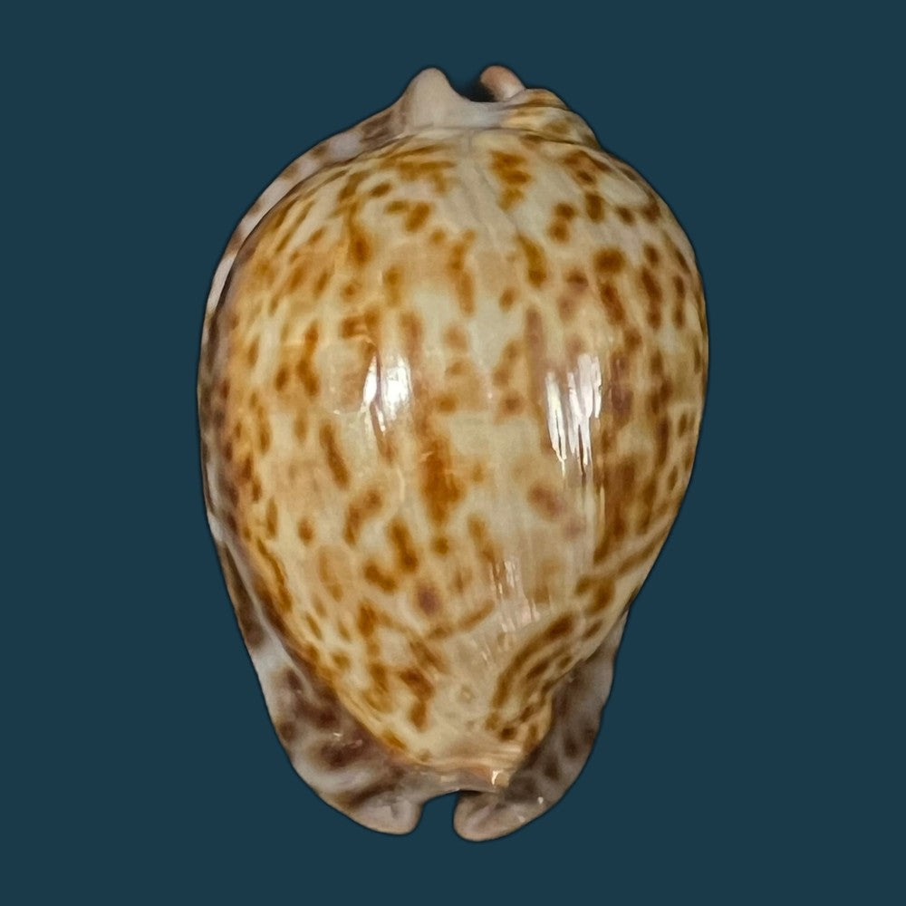 trona-stercoraria-stercoraria-linnaeus-1758-56mm-copia