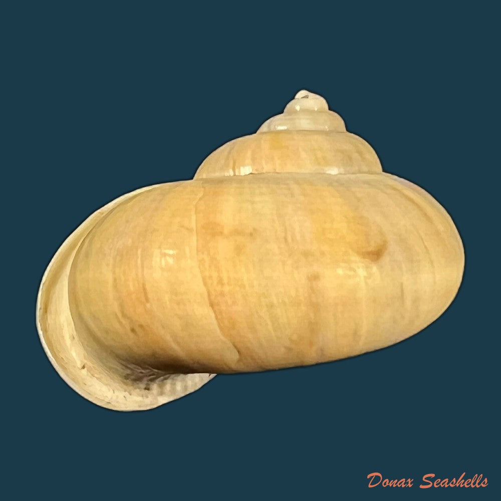 tropidophora-carnicolor-fulton-1902-21-1mm-copia