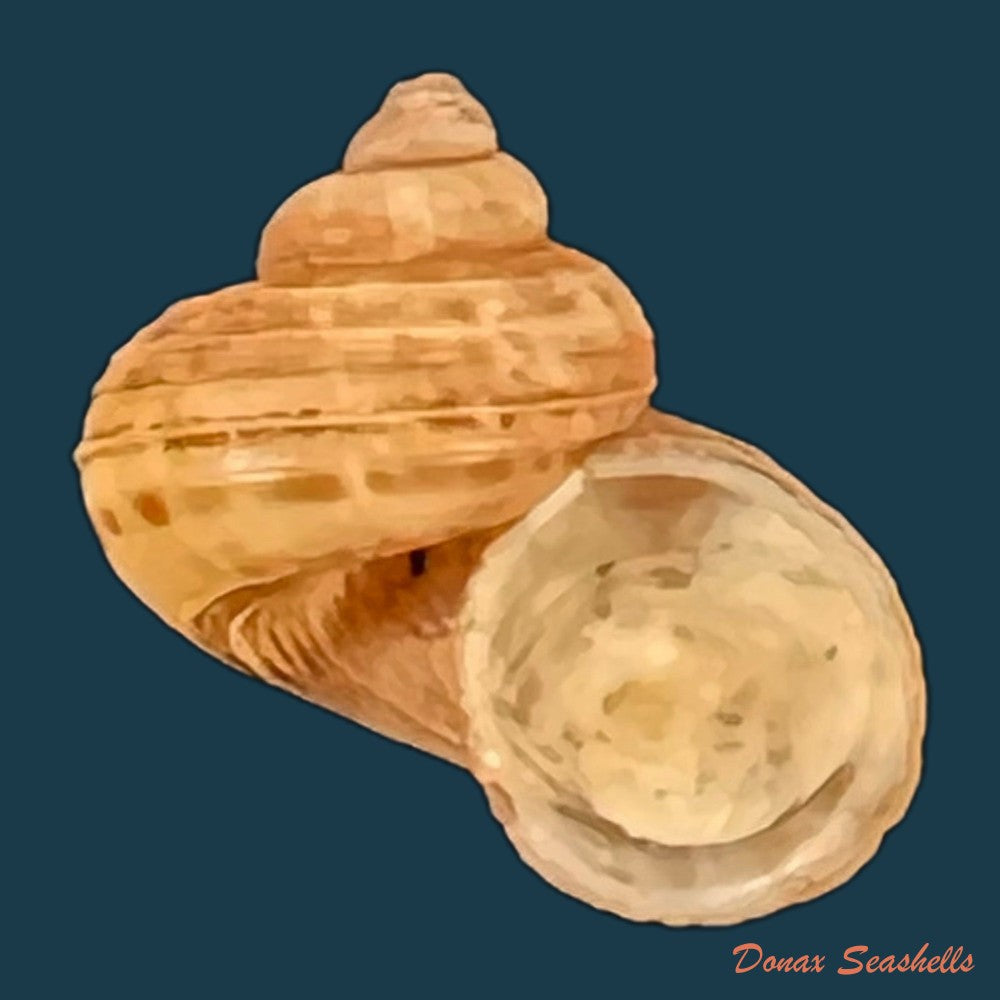 tropidophora-dingeoni-fischer-piette-f-blanc-salvat-1969-12-1mm-copia