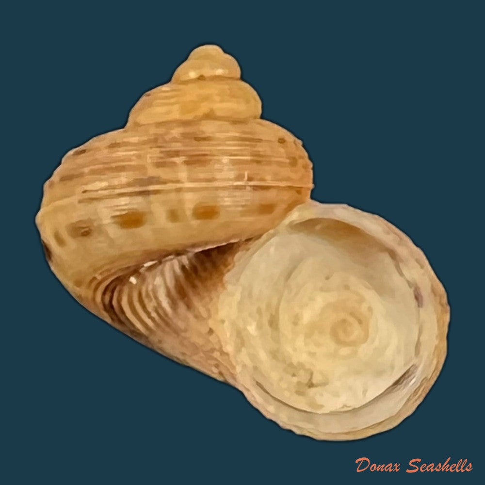 tropidophora-dingeoni-fischer-piette-f-blanc-salvat-1969-14mm-copia