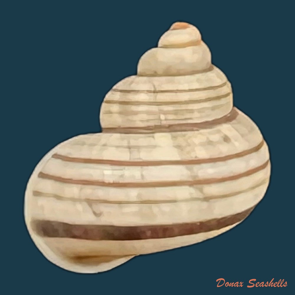 tropidophora-goudotiana-g-b-sowerby-ii-1853-11-8mm-copia