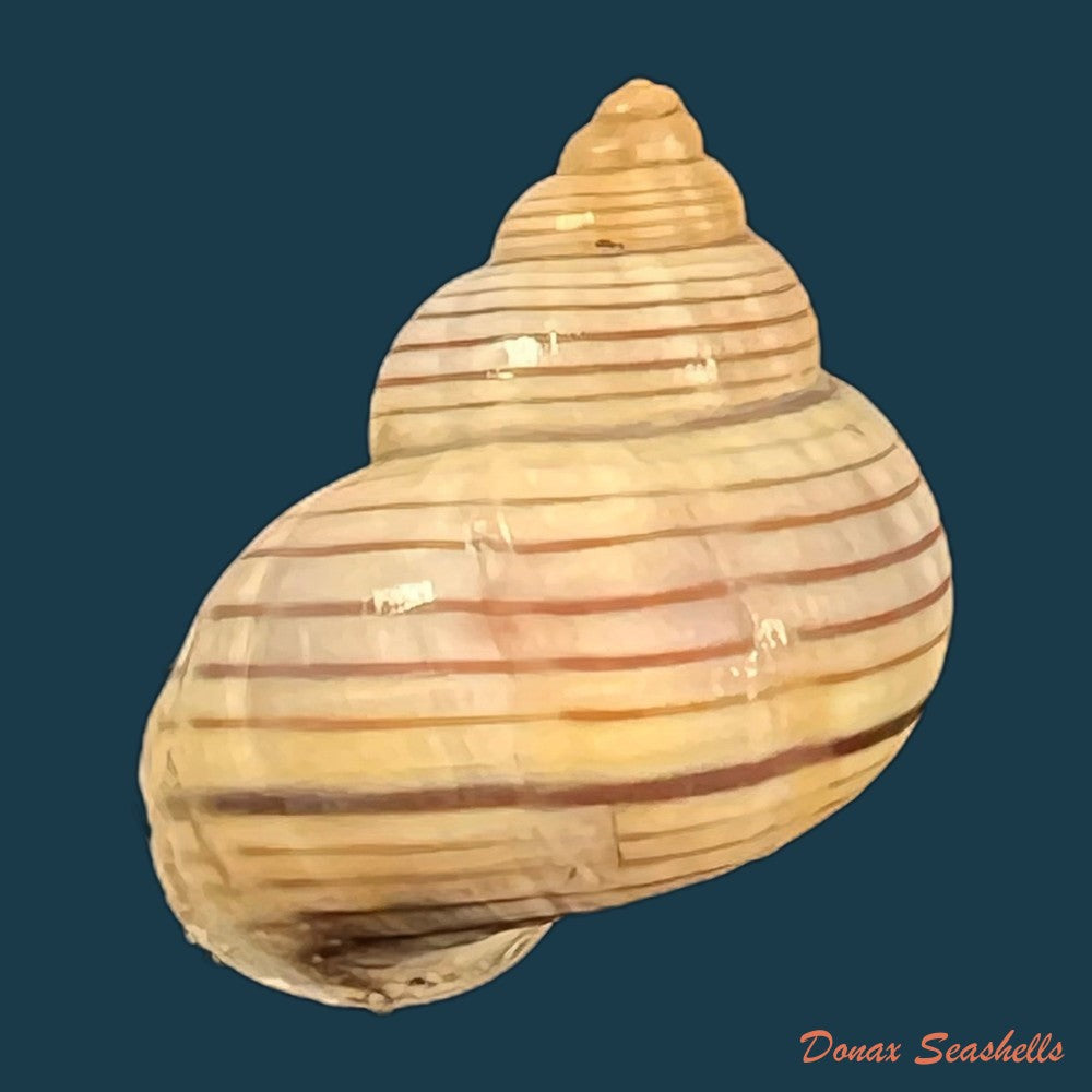tropidophora-ligata-o-f-muller-1774-17-7mm-copia