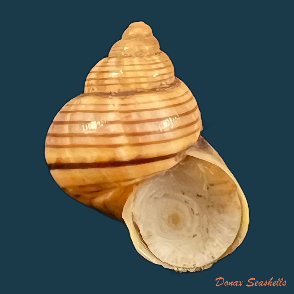 tropidophora-ligata-o-f-muller-1774-18-2mm-copia