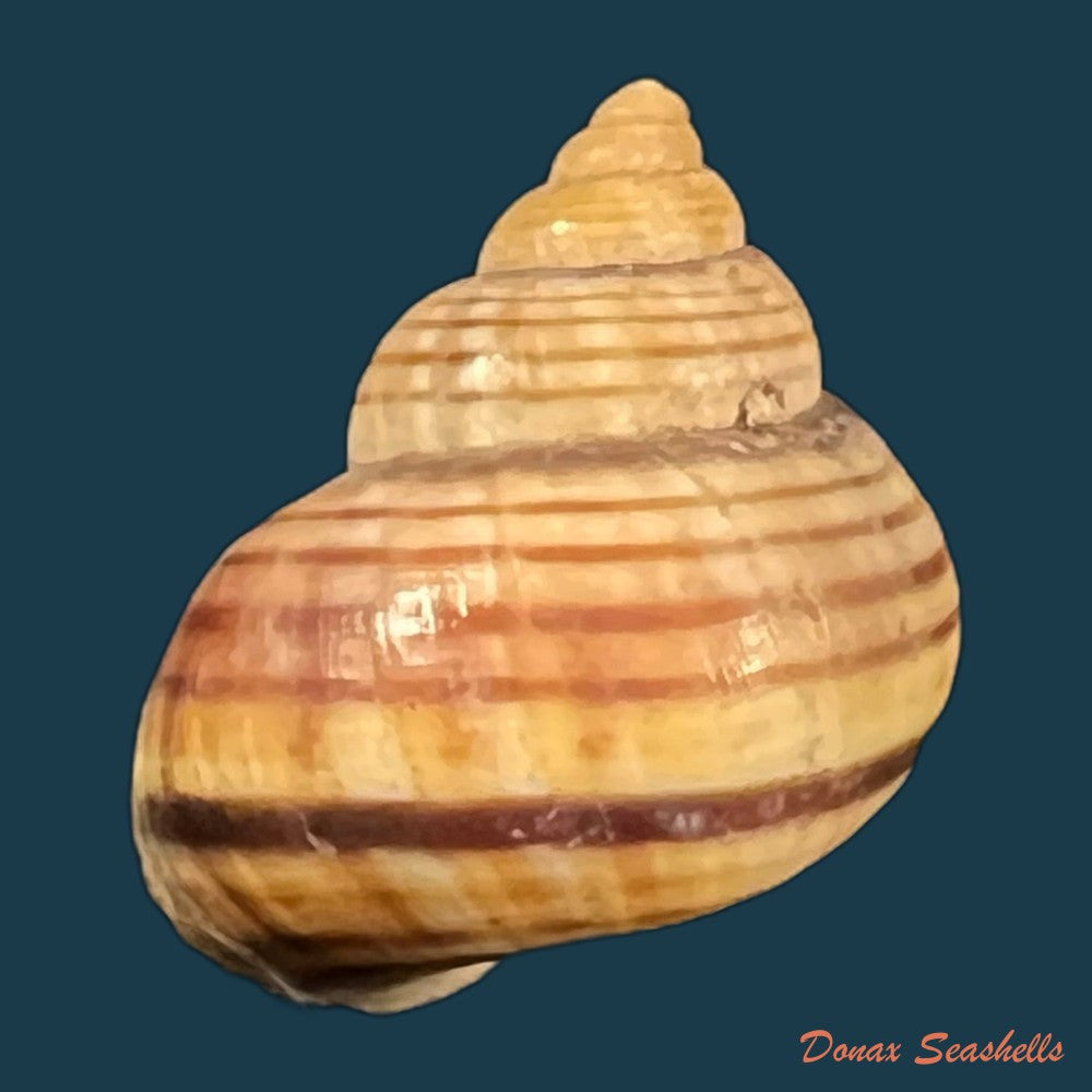 tropidophora-ligata-o-f-muller-1774-18-4mm-copia