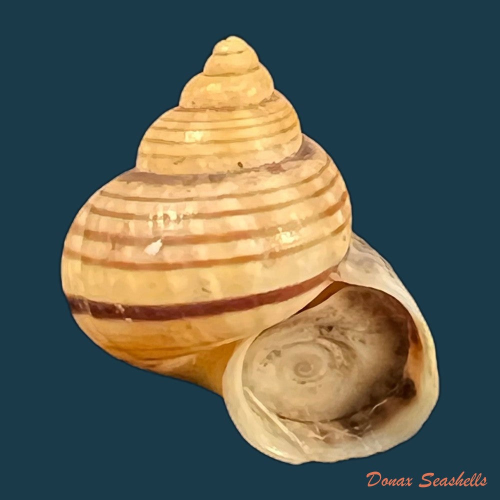 tropidophora-ligata-o-f-muller-1774-18-4mm-copia