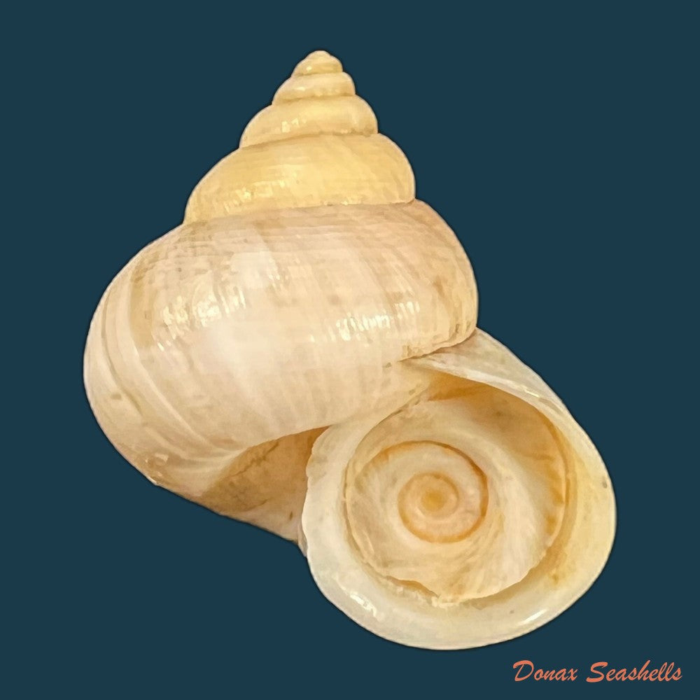 tropidophora-tricarinata-var-chenui-fischer-piette-1949-30-2mm-copia