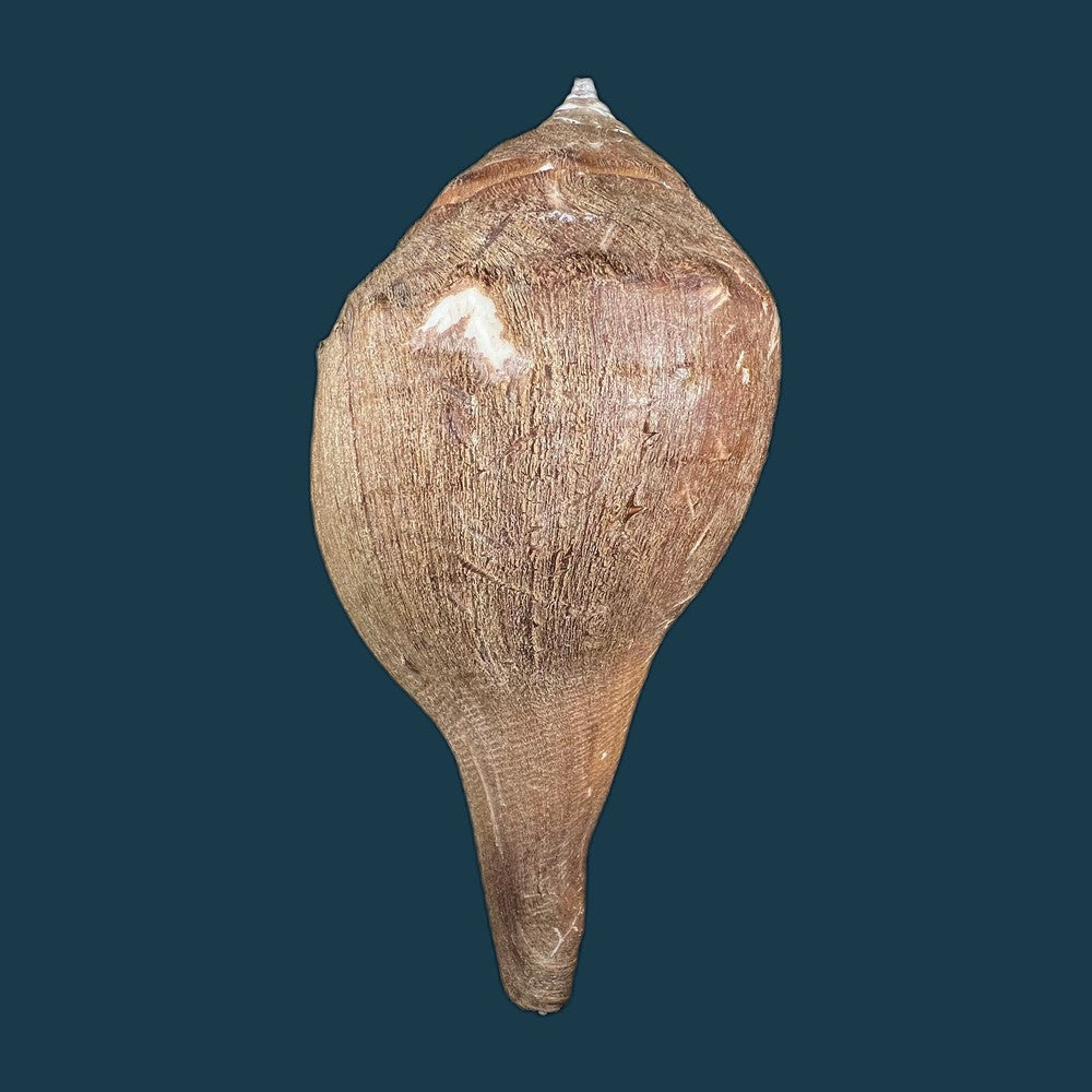 turbinella-laevigata-anton-1838-68-1mm-copia