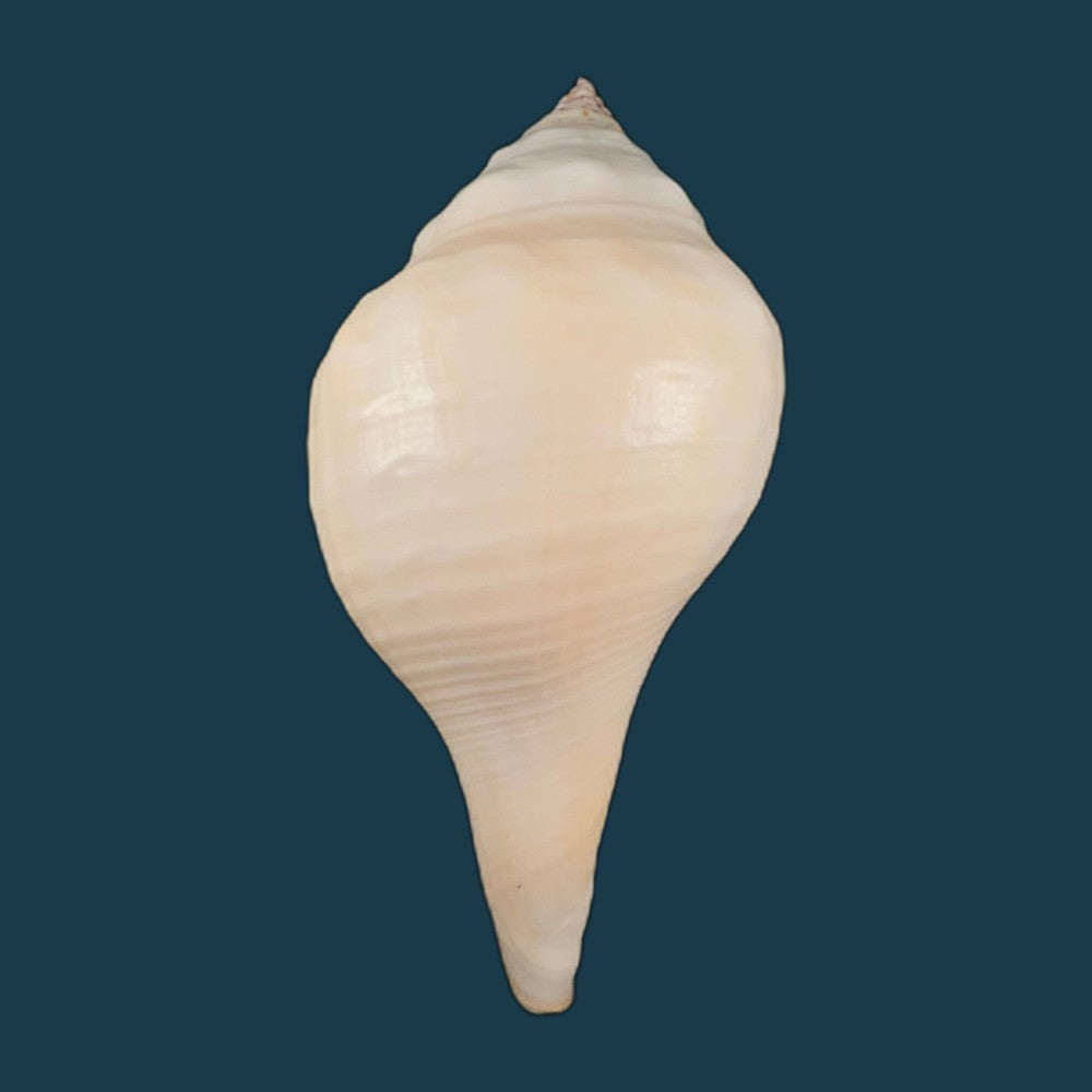 turbinella-pyrum-linnaeus-1767-227-3mm-copia