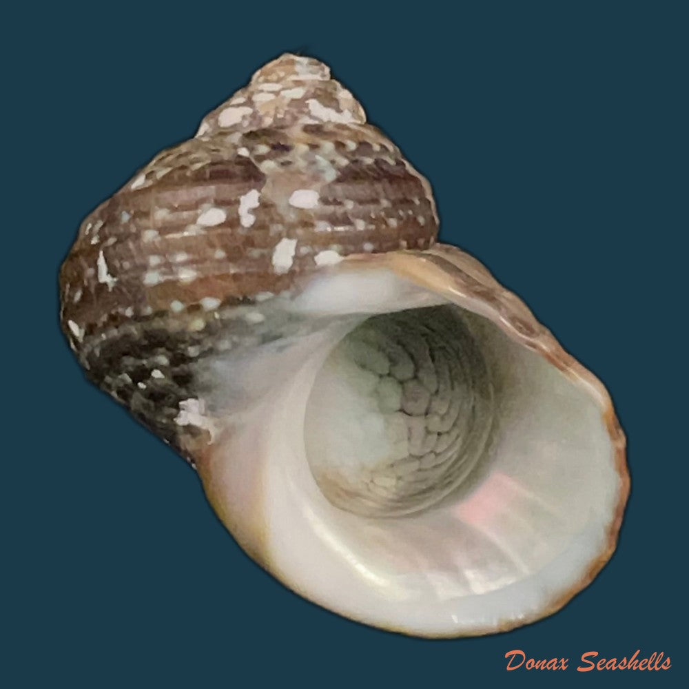 turbo-jonathani-h-dekker-moolenbeek-dance-1992-29mm-copia