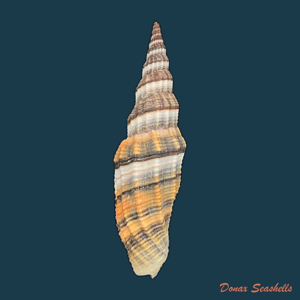 vexillum-citrinum-gmelin-1791-75-3mm-copia