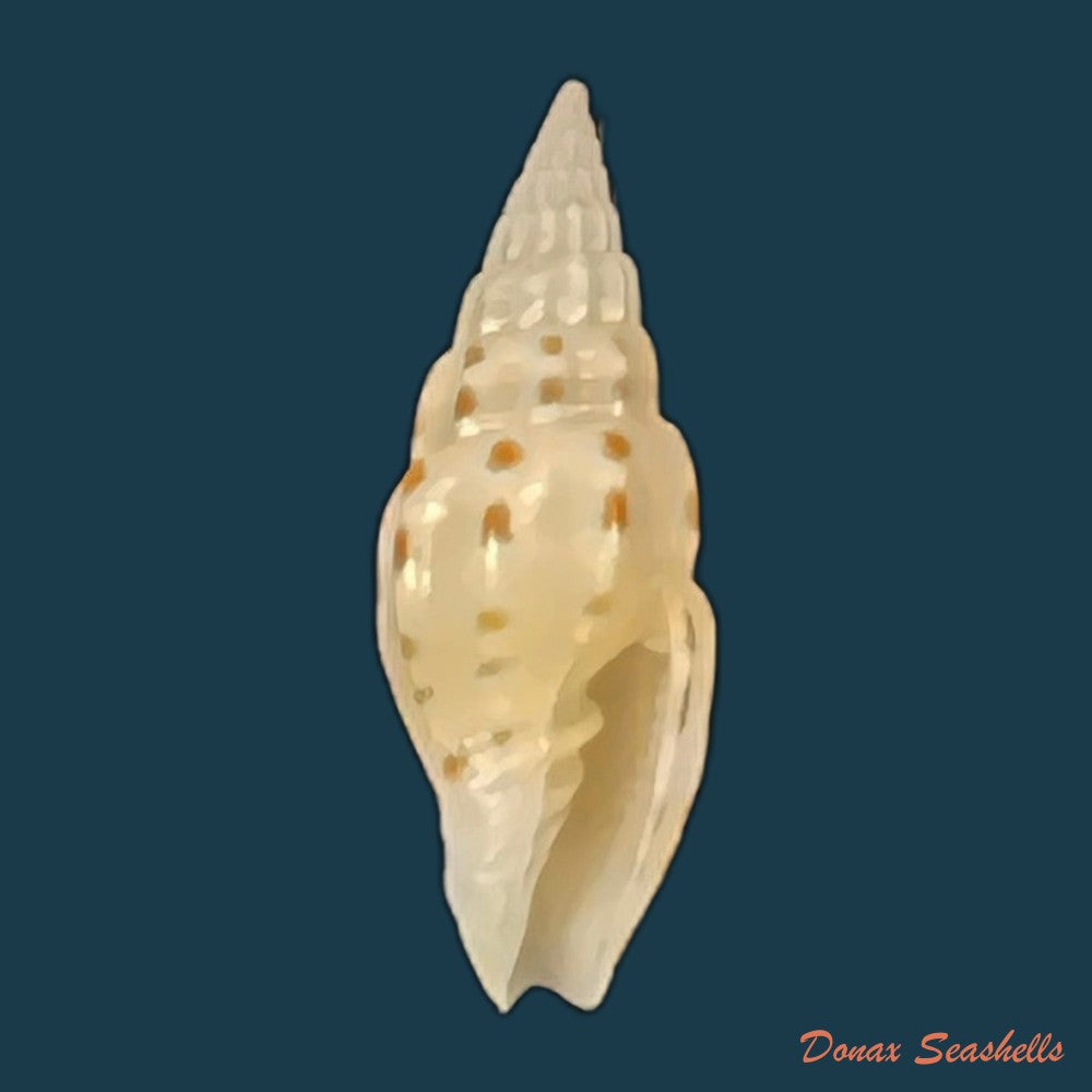 vexillum-michaui-wilsi-buijse-h-dekker-1990-12-7mm-copia
