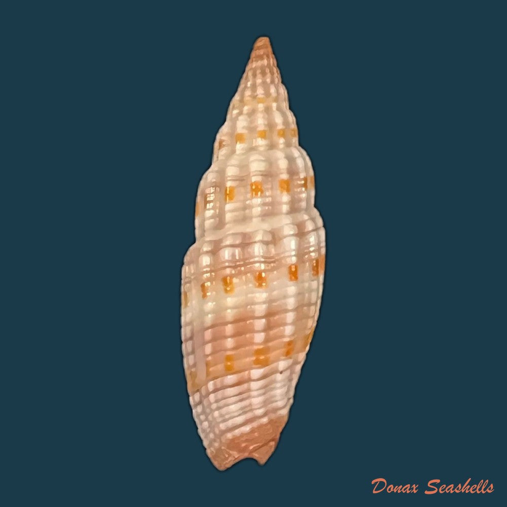 vexillum-sanguisuga-linnaeus-1758-26-4mm-copia