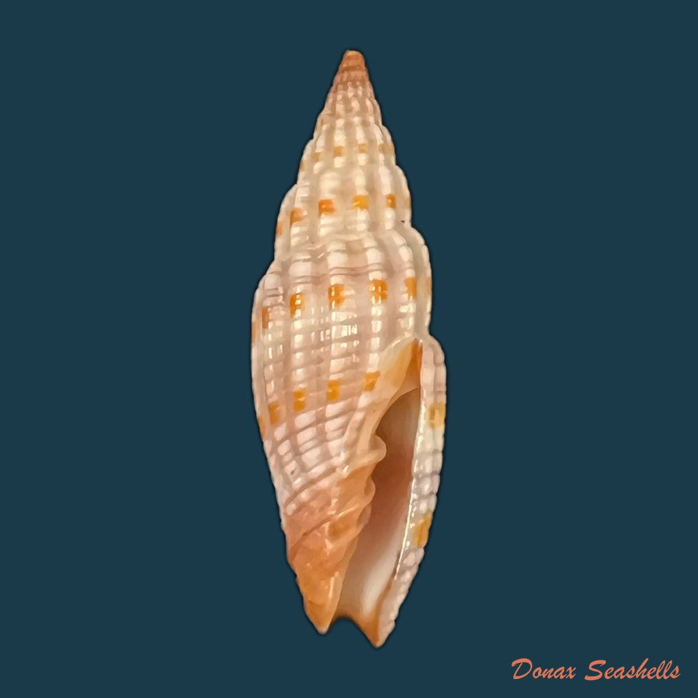 vexillum-sanguisuga-linnaeus-1758-26-4mm-copia