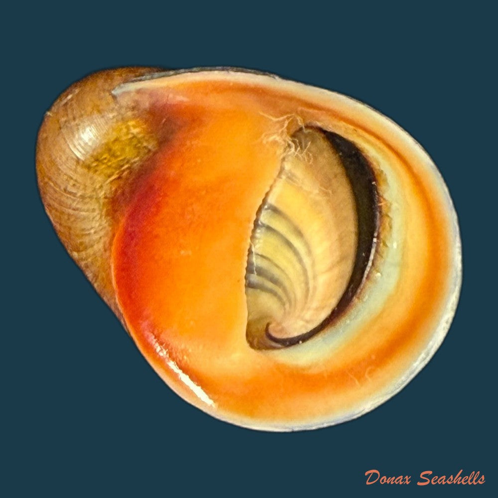vitta-meleagris-lamarck-1822-14-2mm-copia-2