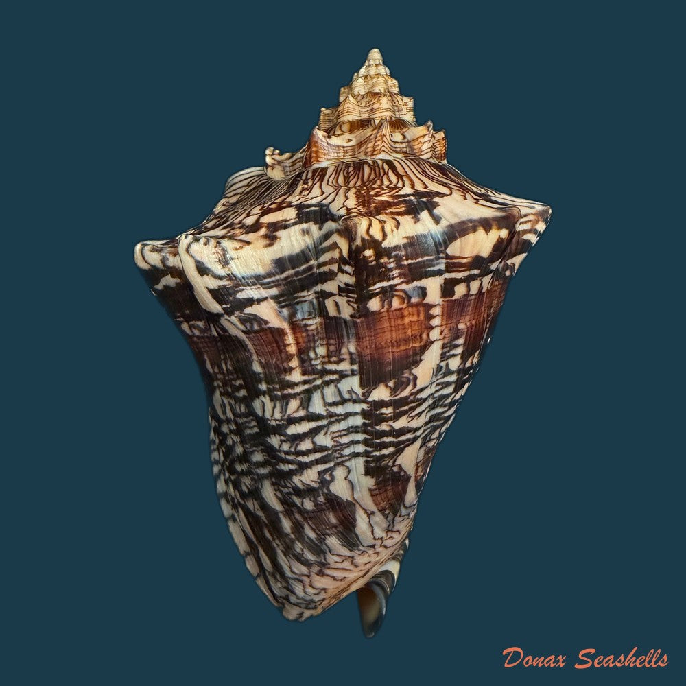 voluta-ebraea-linnaeus-1758-146-4mm-copia