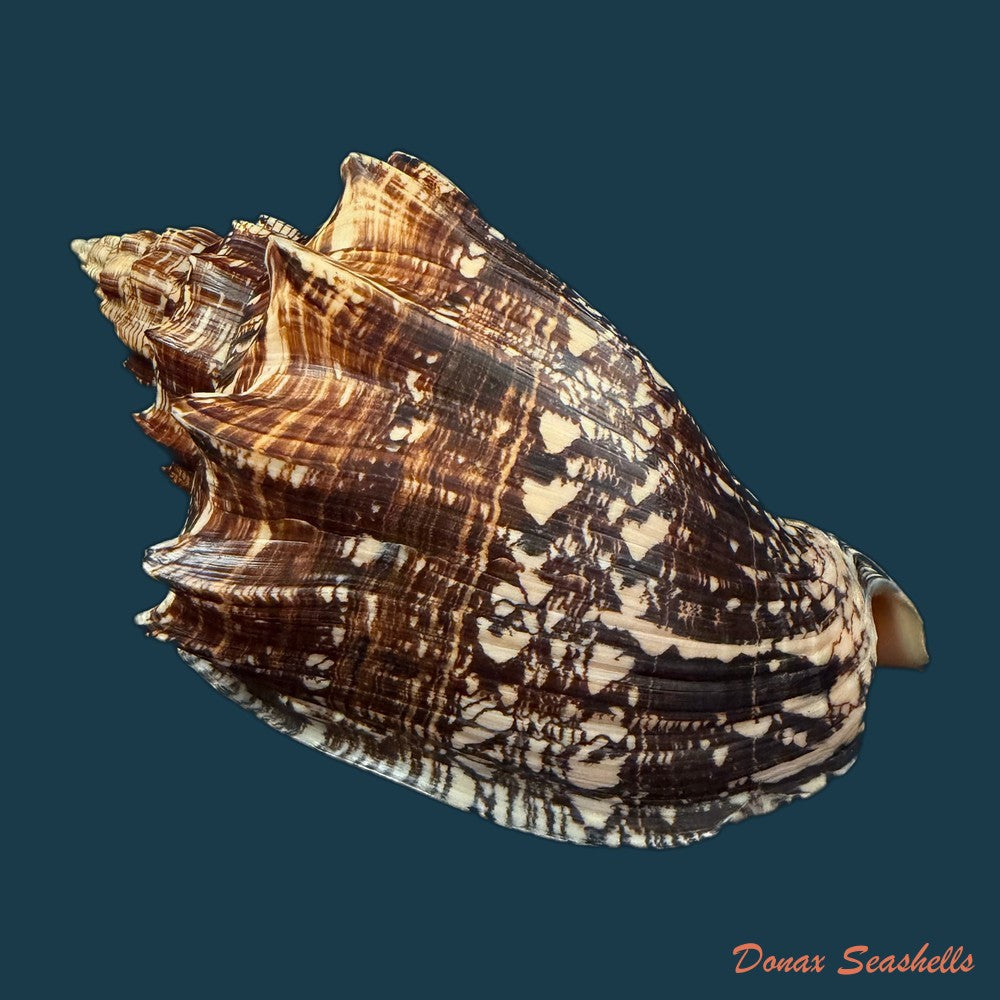 voluta-ebraea-linnaeus-1758-201-4mm-copia-1