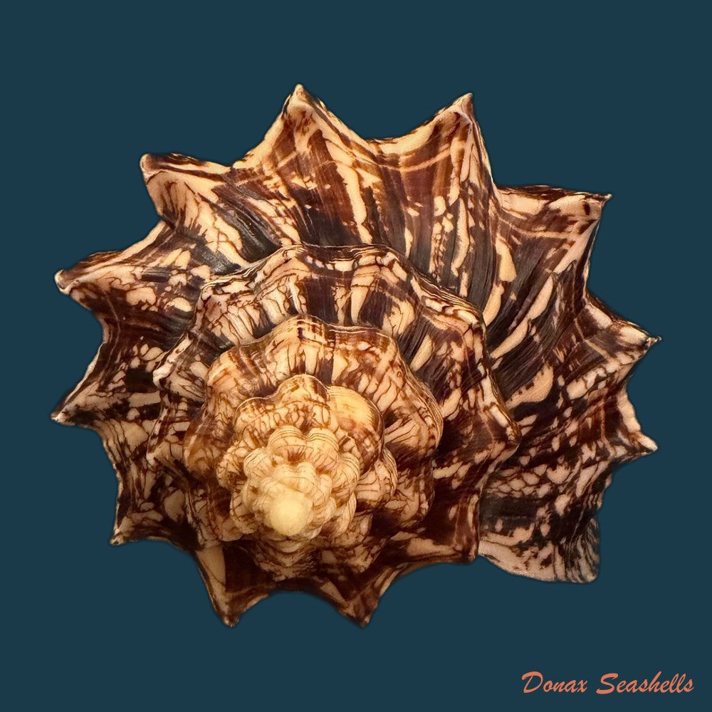 voluta-ebraea-linnaeus-1758-201-4mm-copia-1