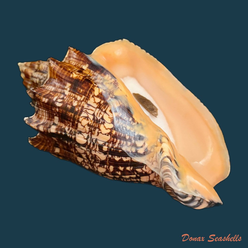 voluta-ebraea-linnaeus-1758-201-4mm-copia-1