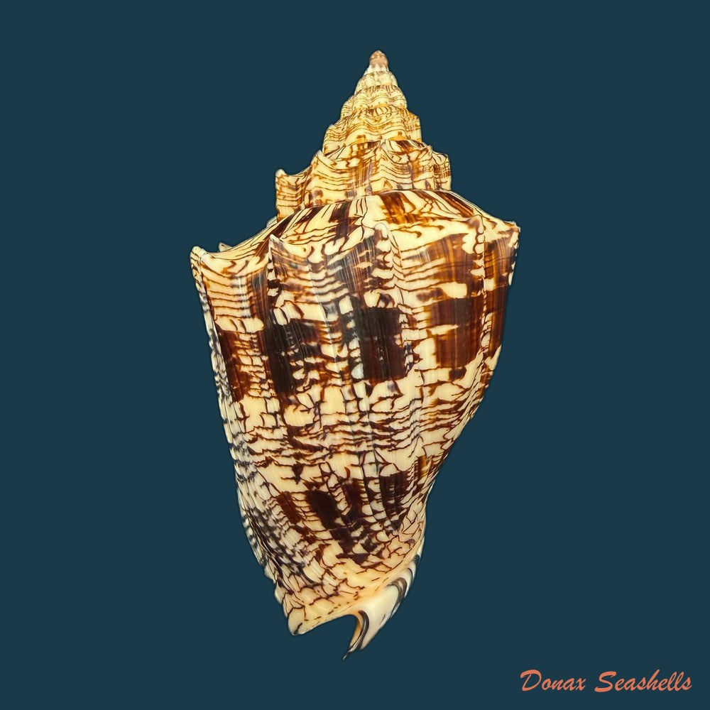 voluta-ebraea-linnaeus-1758-222mm-copia
