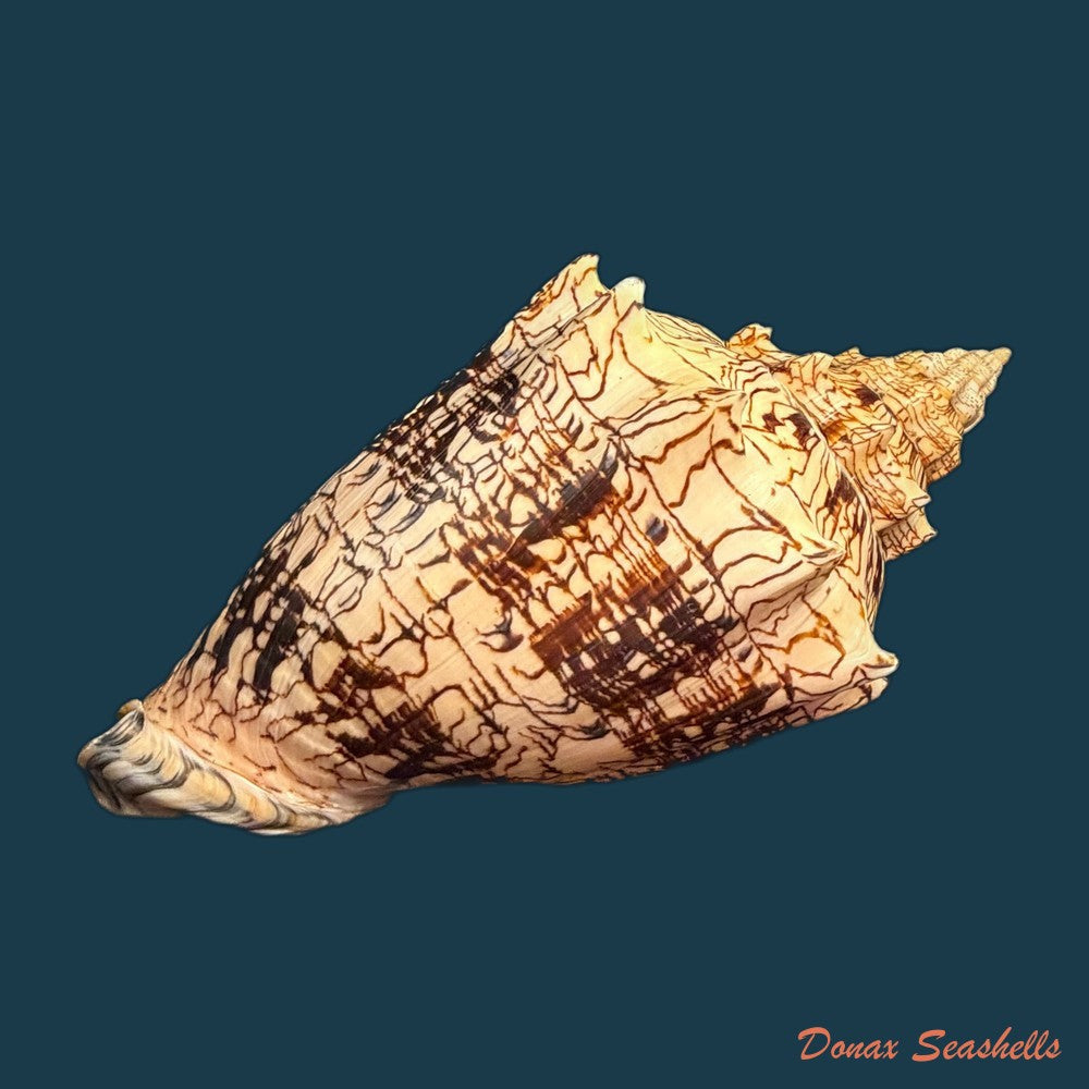 voluta-ebraea-linnaeus-1758-227-4mm-copia