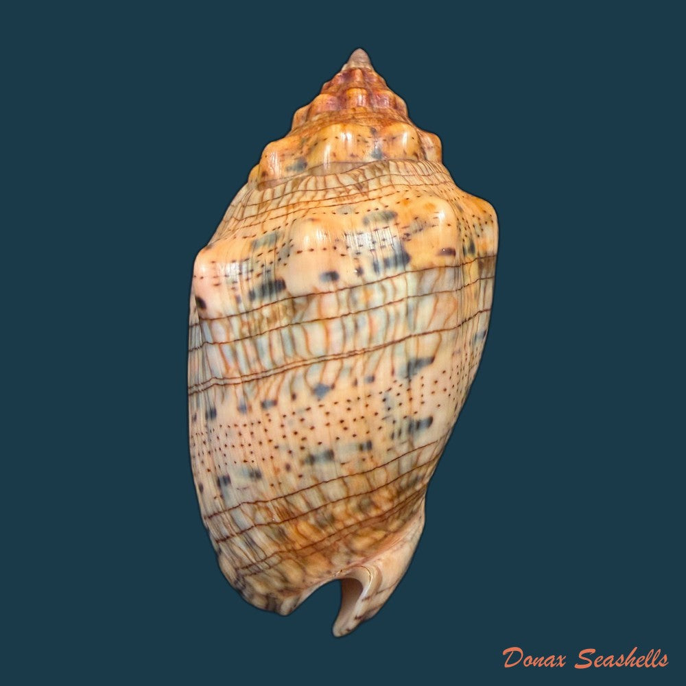 voluta-musica-laevigata-lamarck-1811-82-3mm-copia-1
