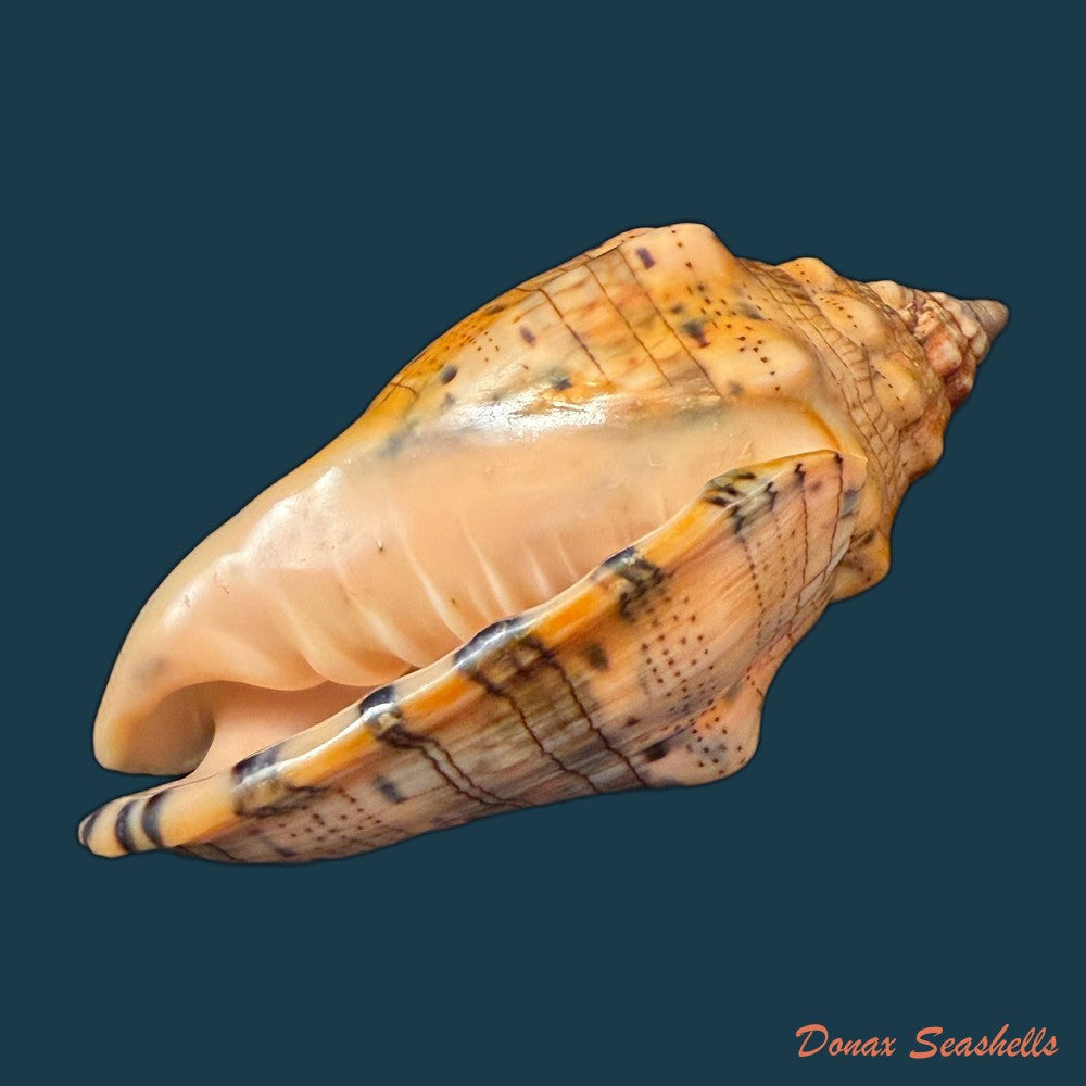 voluta-musica-laevigata-lamarck-1811-82-3mm-copia-1
