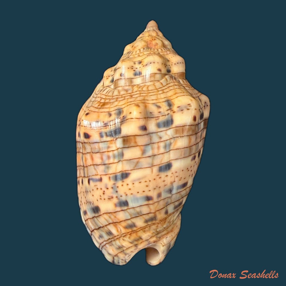 voluta-musica-laevigata-lamarck-1811-82-3mm-copia-2