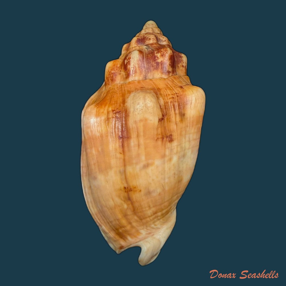 voluta-musica-laevigata-lamarck-1811-82-3mm-copia
