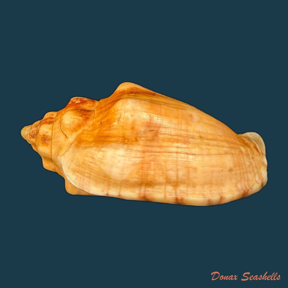 voluta-musica-laevigata-lamarck-1811-82-3mm-copia