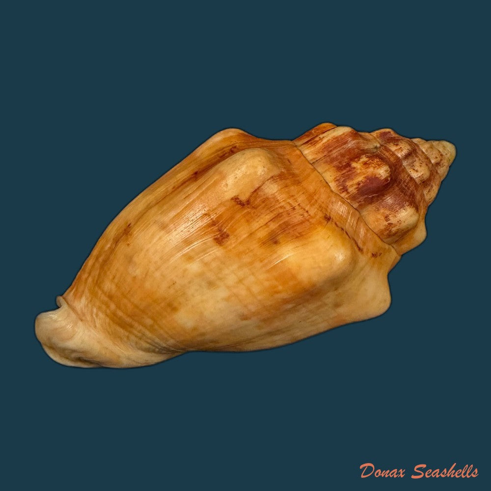 voluta-musica-laevigata-lamarck-1811-82-3mm-copia