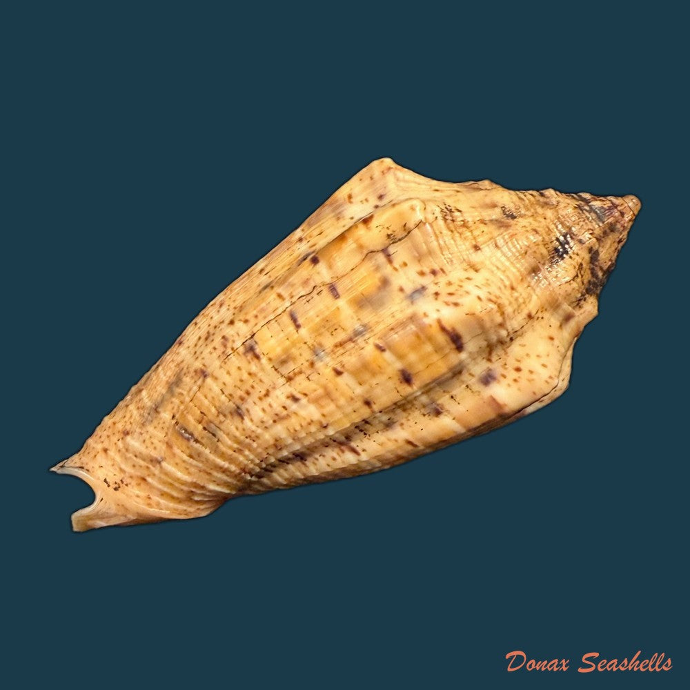 voluta-musica-plicata-dillwyn-1817-86-4mm-copia