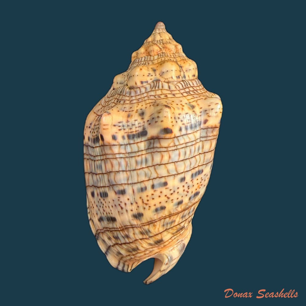 voluta-musica-plicata-dillwyn-1817-91-2mm-copia