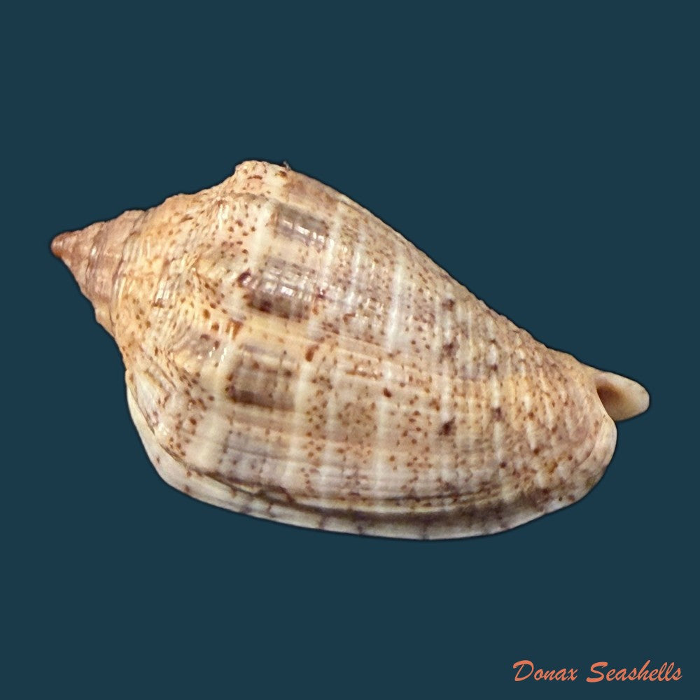 voluta-virescens-lindae-petuch-1987-70mm-copia