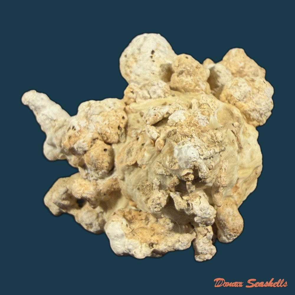 xenophora-conchyliophora-born-1780-57-2mm-copia
