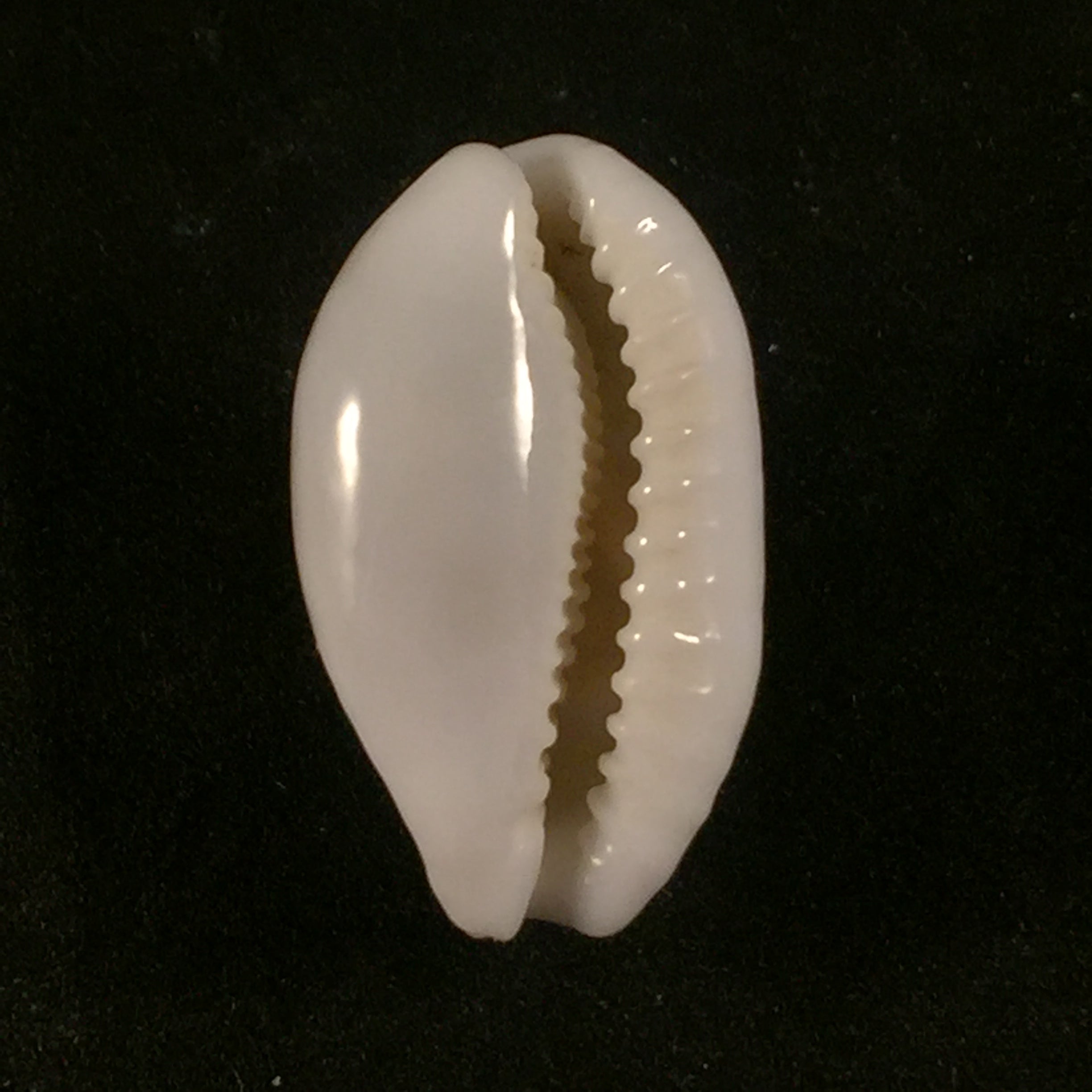 Cribrarula cribraria (林奈, 1758) - 23,9mm