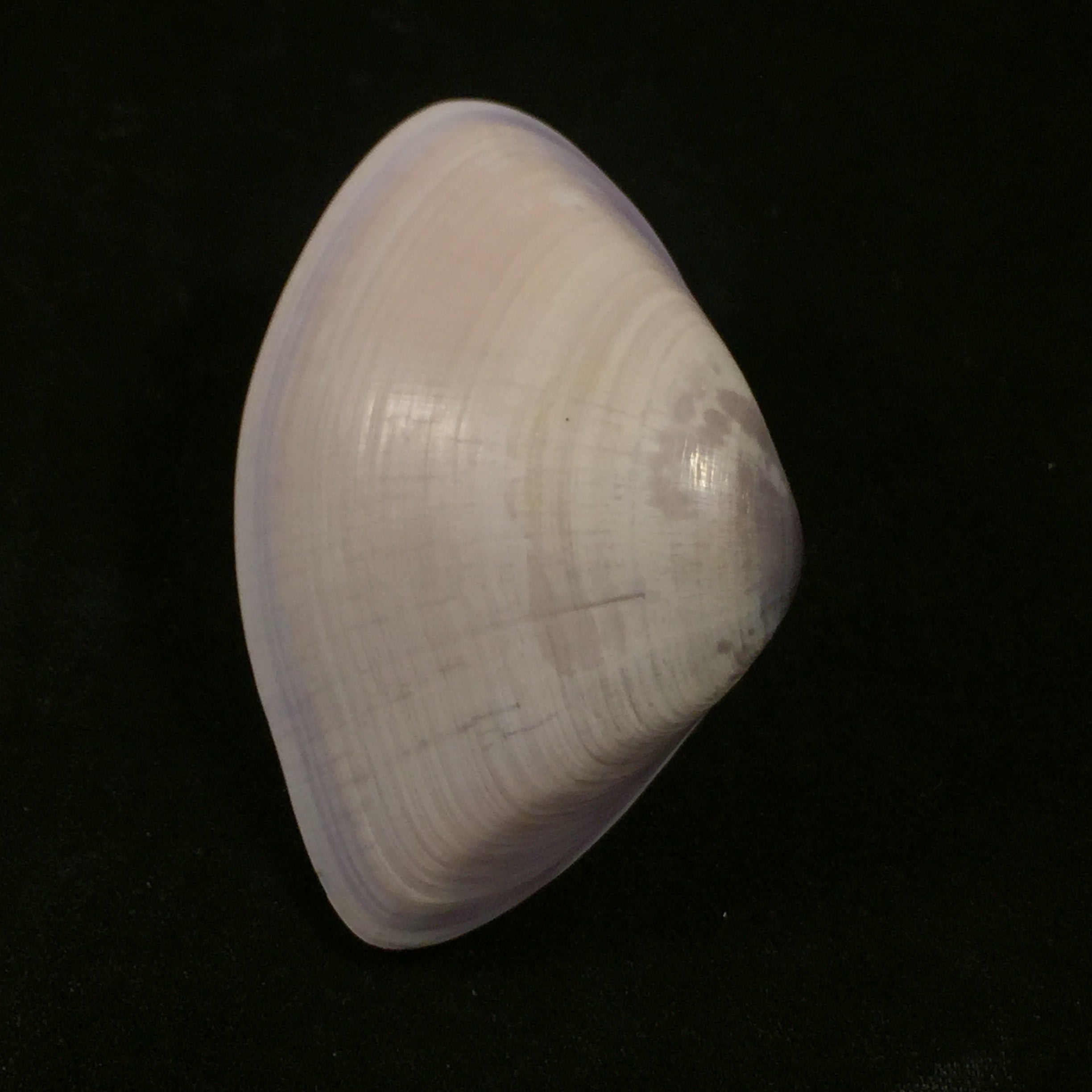 Iphigenia brasiliensis(拉马克,1818 年) - 54 毫米