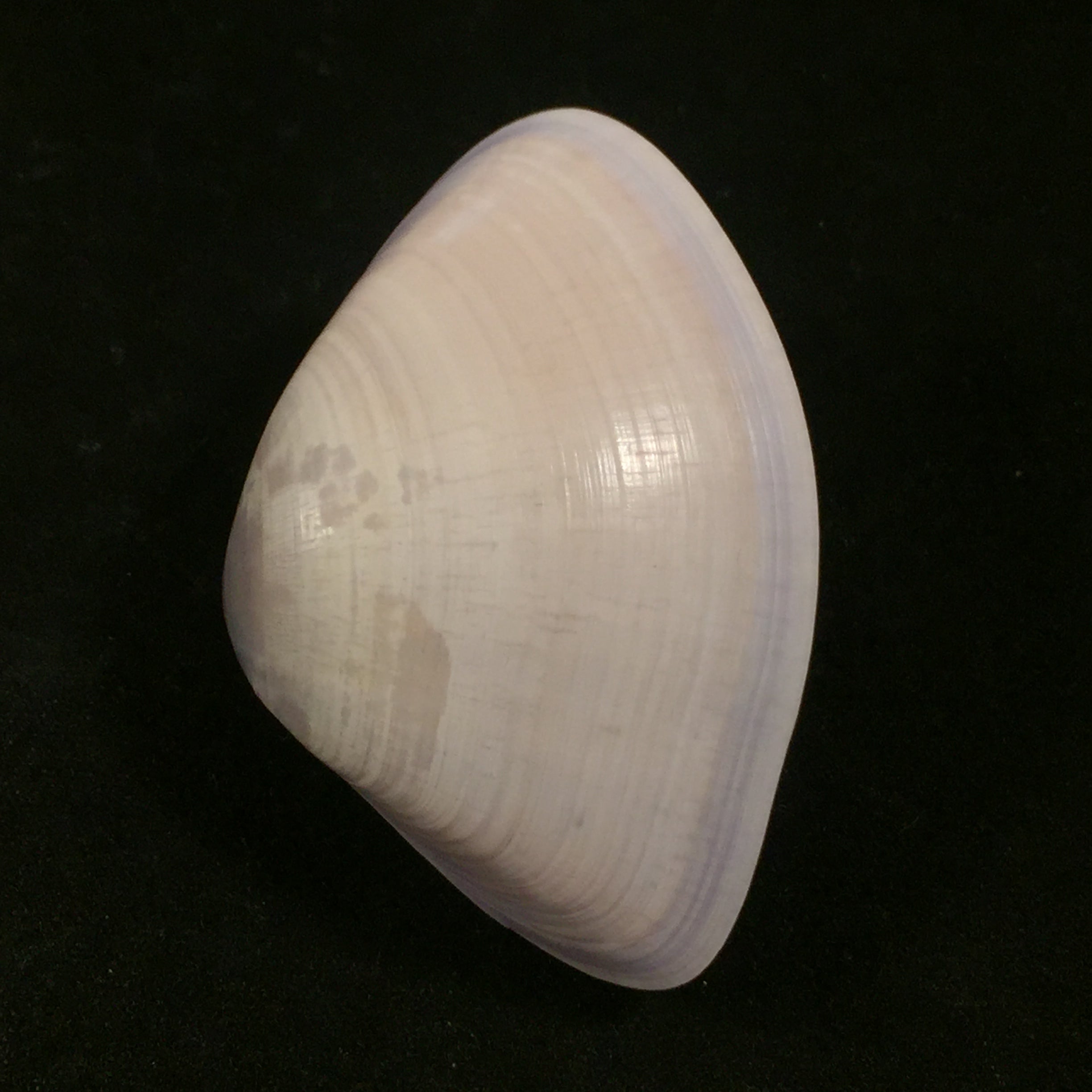Iphigenia brasiliensis(拉马克,1818 年) - 54 毫米