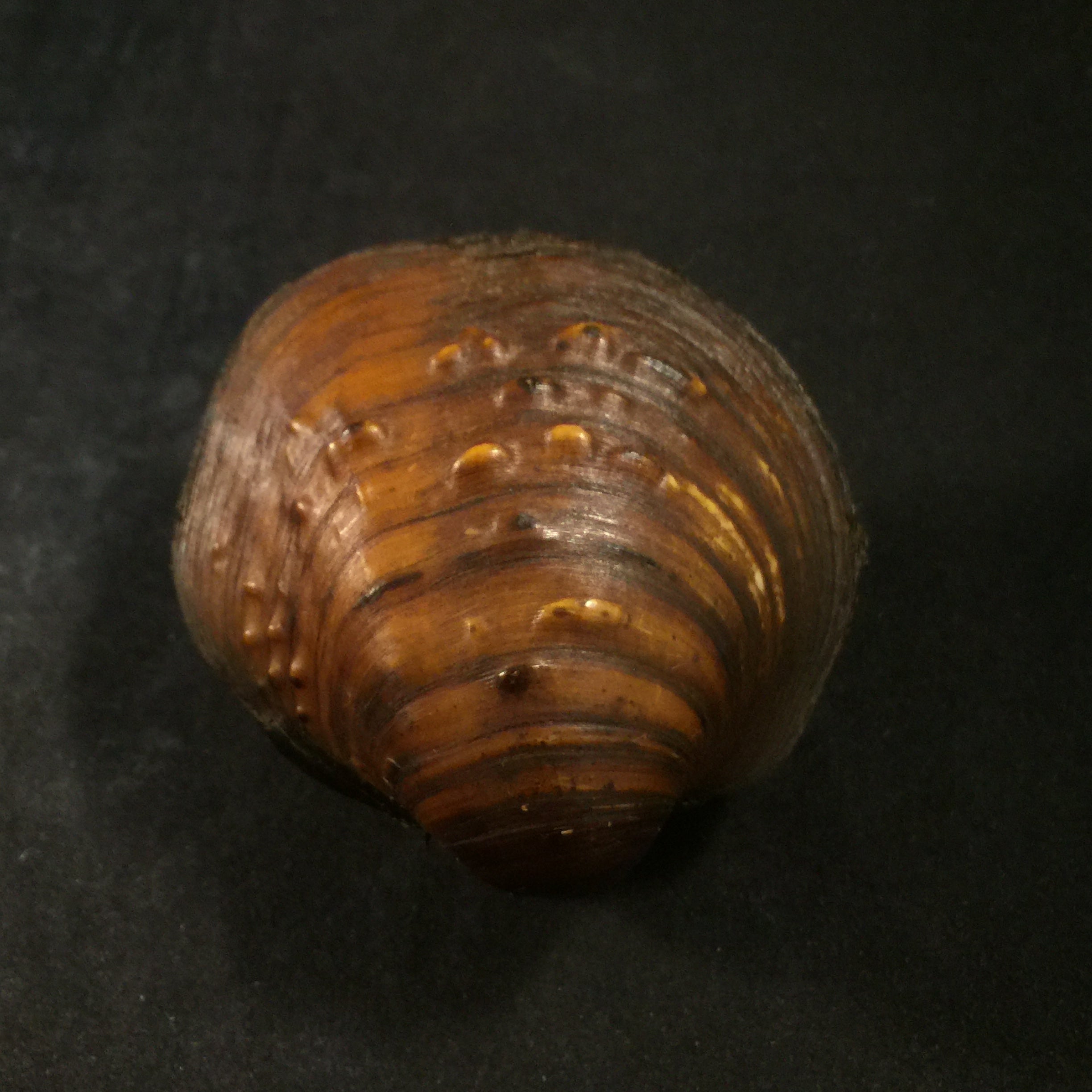Cyclonaias pustulosa (Lea, 1831) - 59,4mm