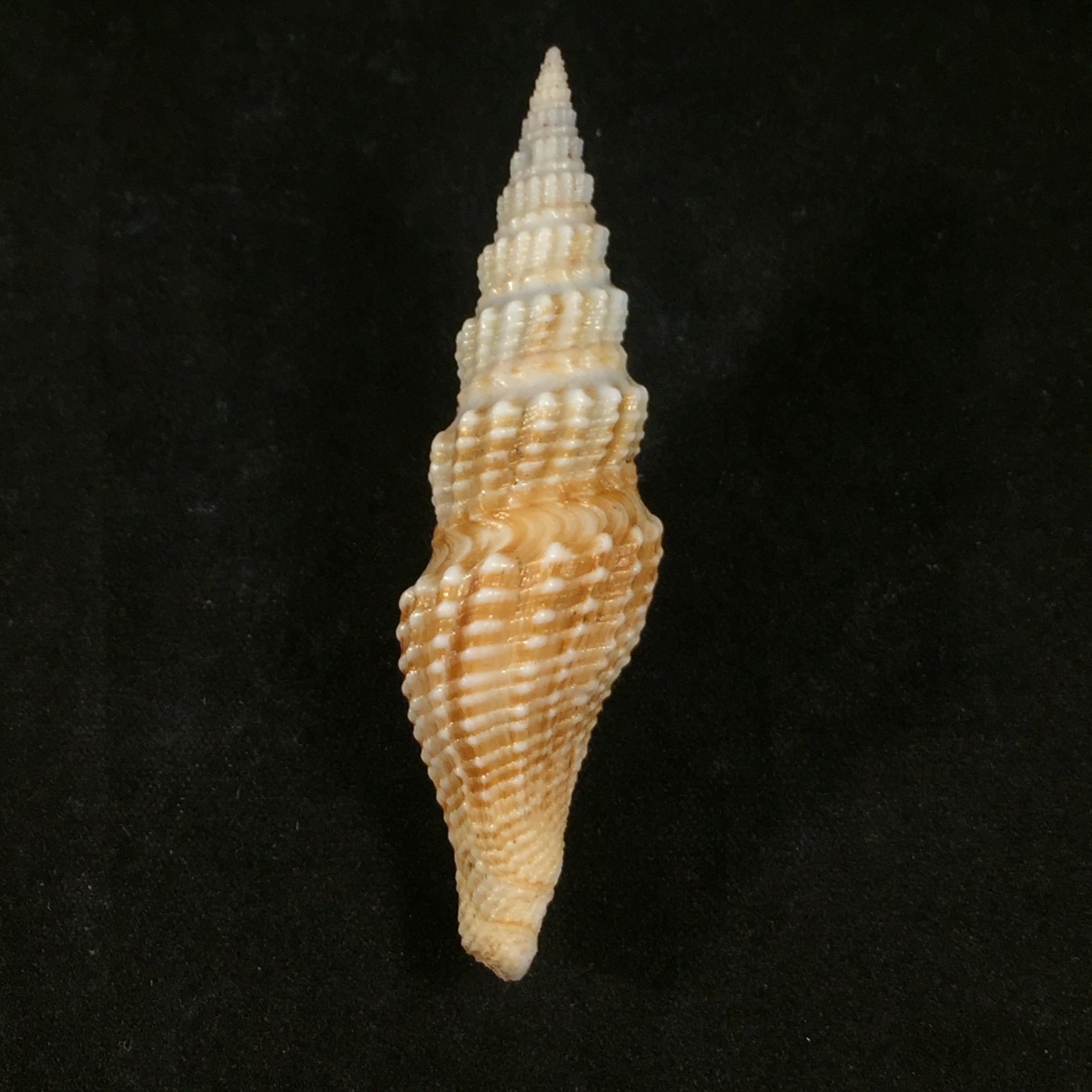 Hindsiclava 树脂 (Dall, 1908) - 61,6mm