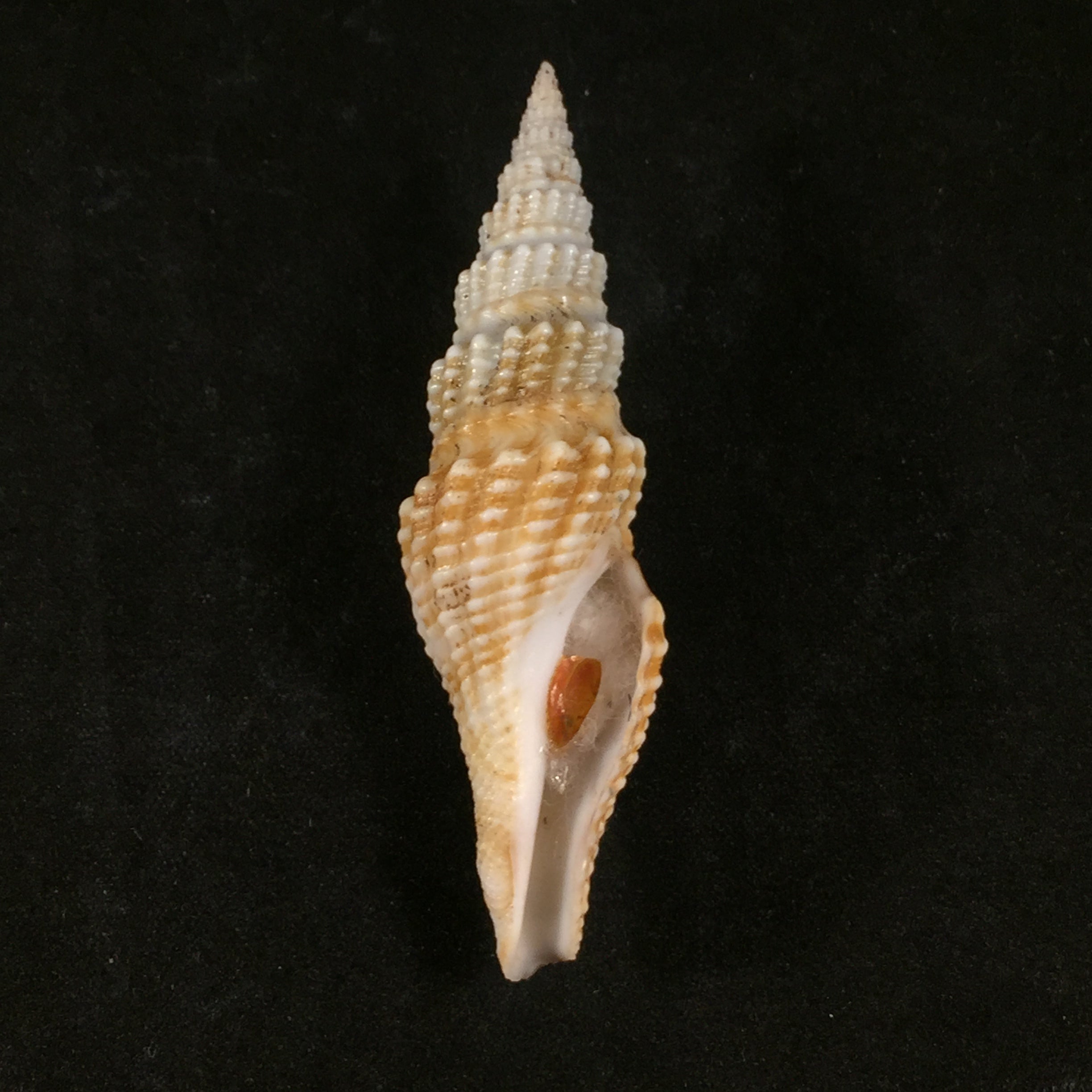 Hindsiclava 树脂 (Dall, 1908) - 61,6mm