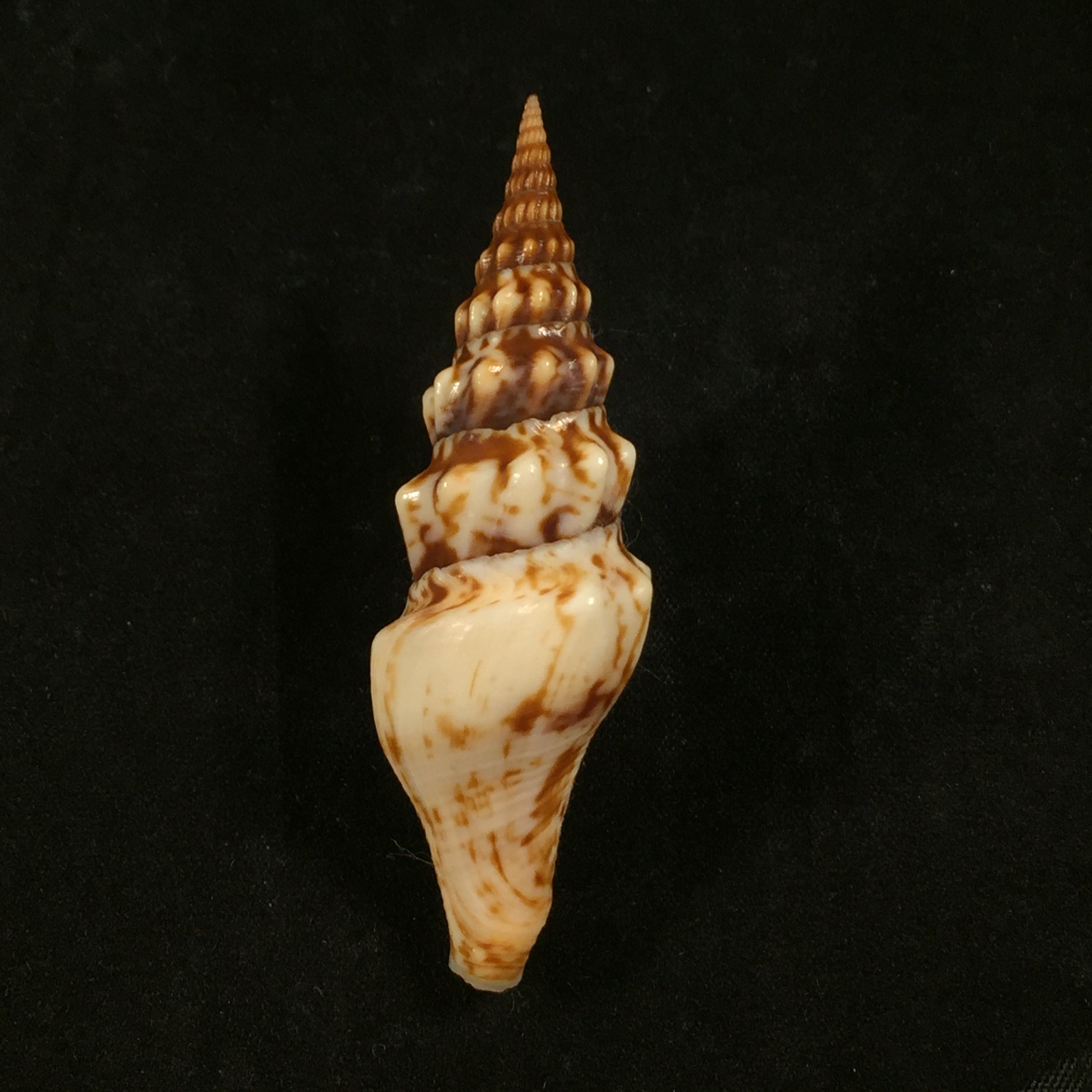 Tiariturris spectabilis 浆果,1958 年 - 68,9mm