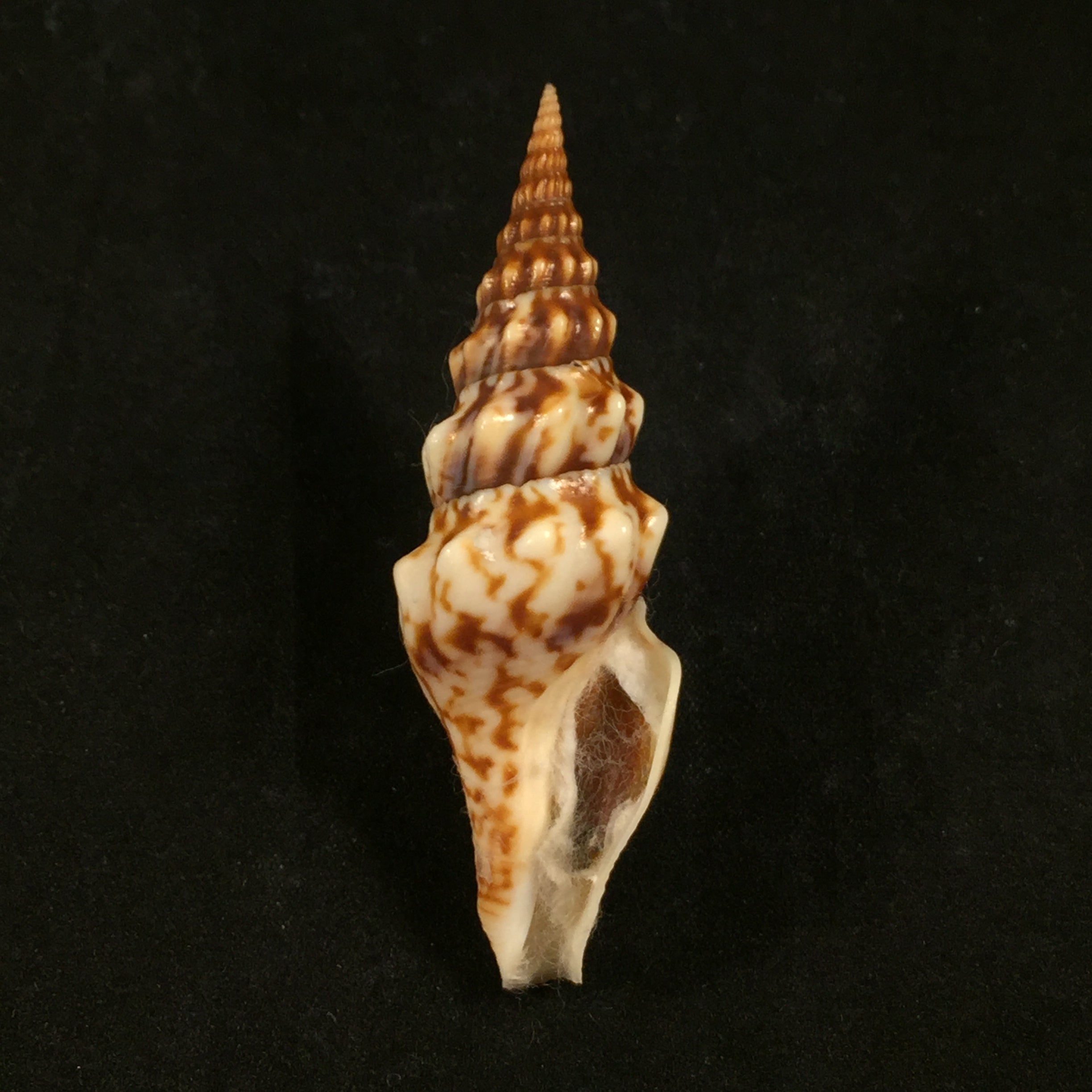 Tiariturris spectabilis 浆果,1958 年 - 68,9mm