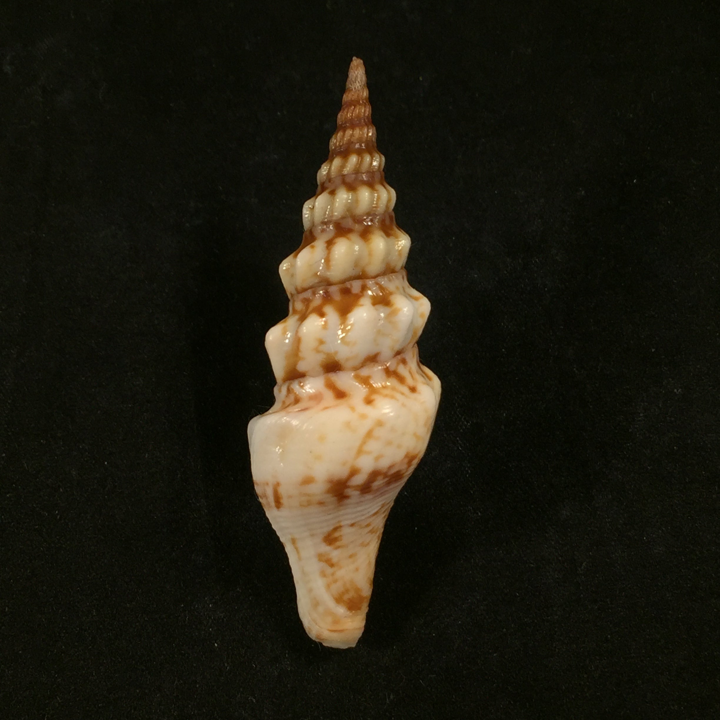 Tiariturris spectabilis 浆果,1958 年 - 67,7mm