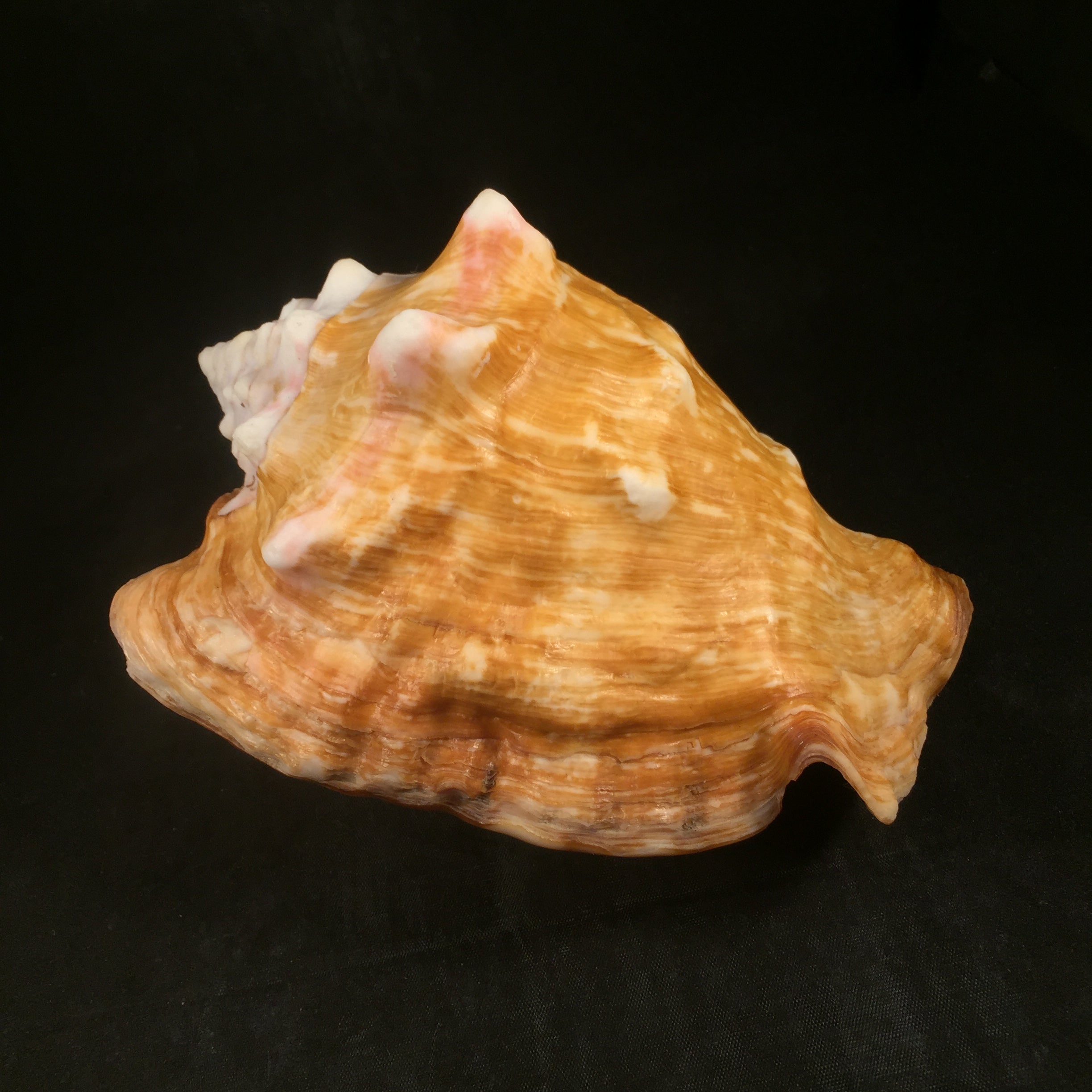 Thetystrombus latus (Gmelin, 1791) - 151,5mm