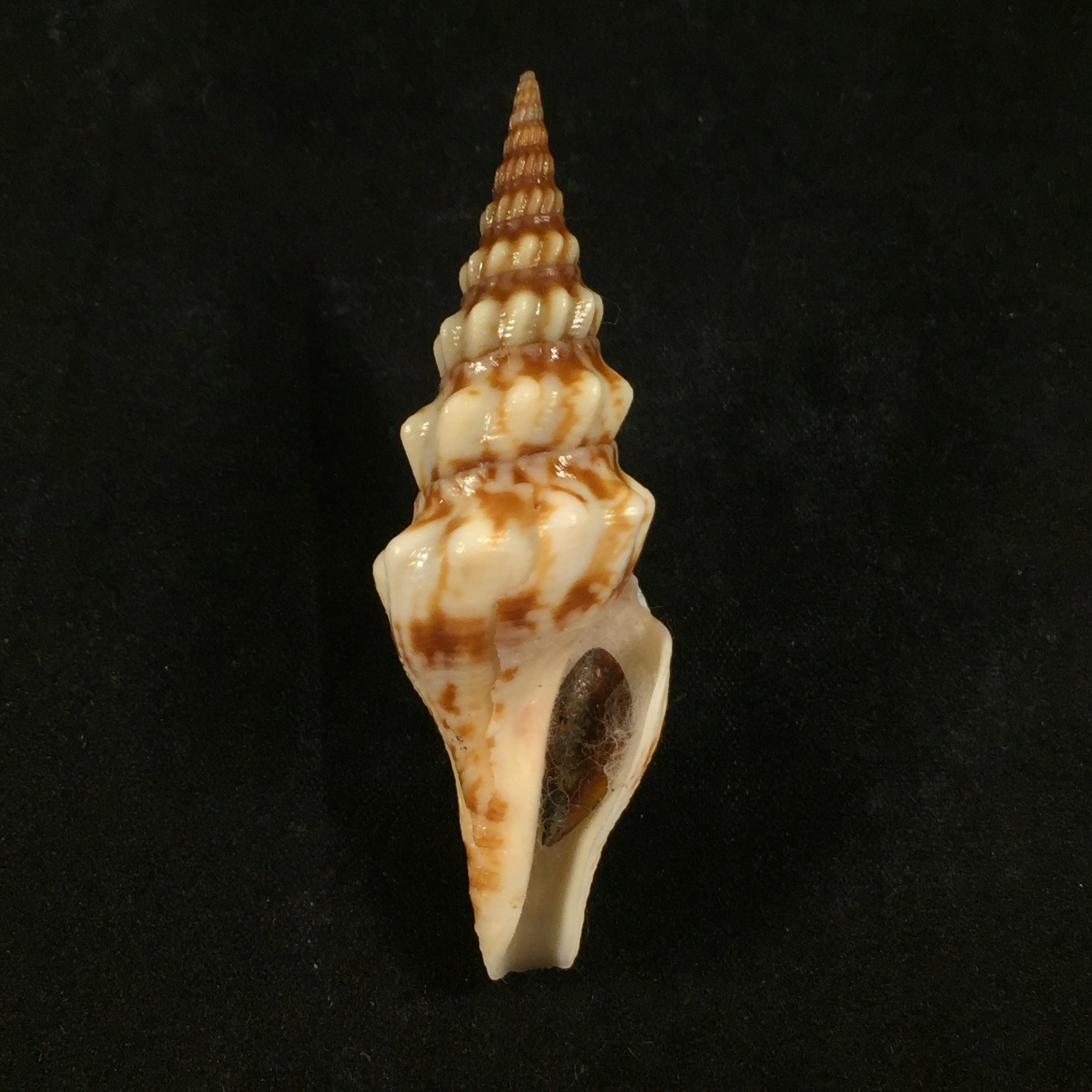 Tiariturris spectabilis 浆果,1958 年 - 67,7mm