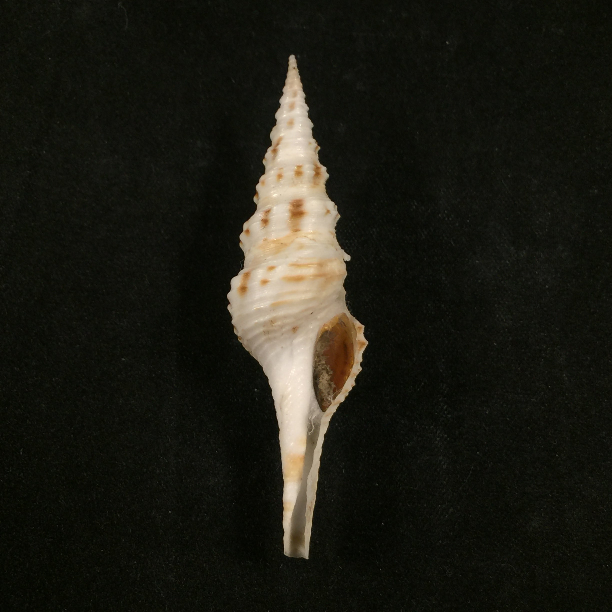 Cruziturricula arcuata (Reeve, 1843) - 58,9mm