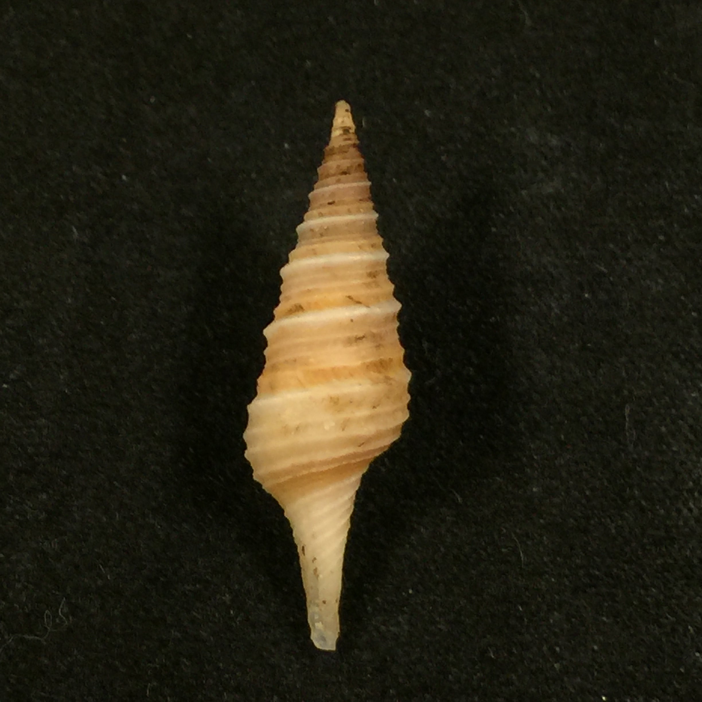 Polystira formosissima(EA Smith,1915)- 25,6毫米
