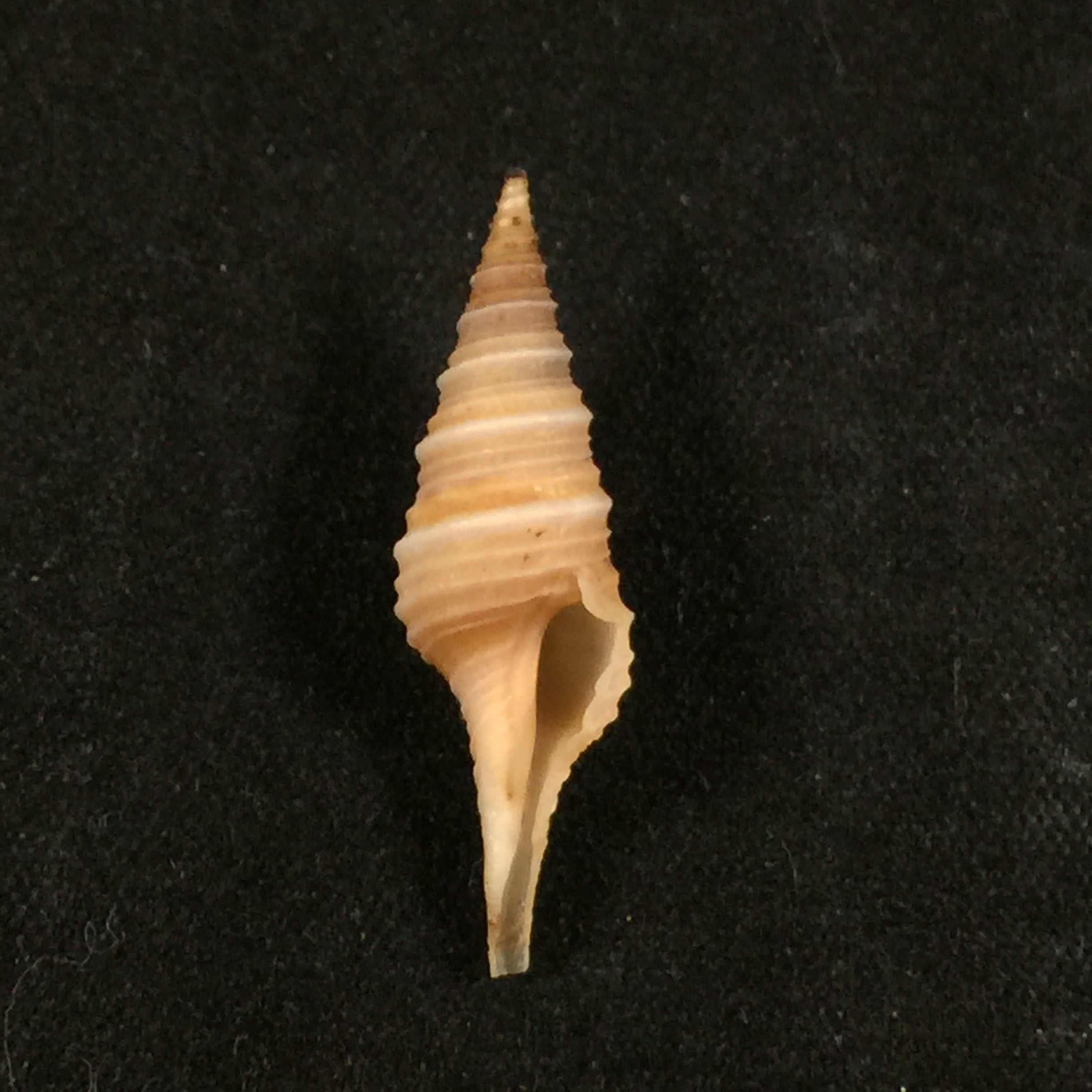 Polystira formosissima(EA Smith,1915)- 25,6毫米