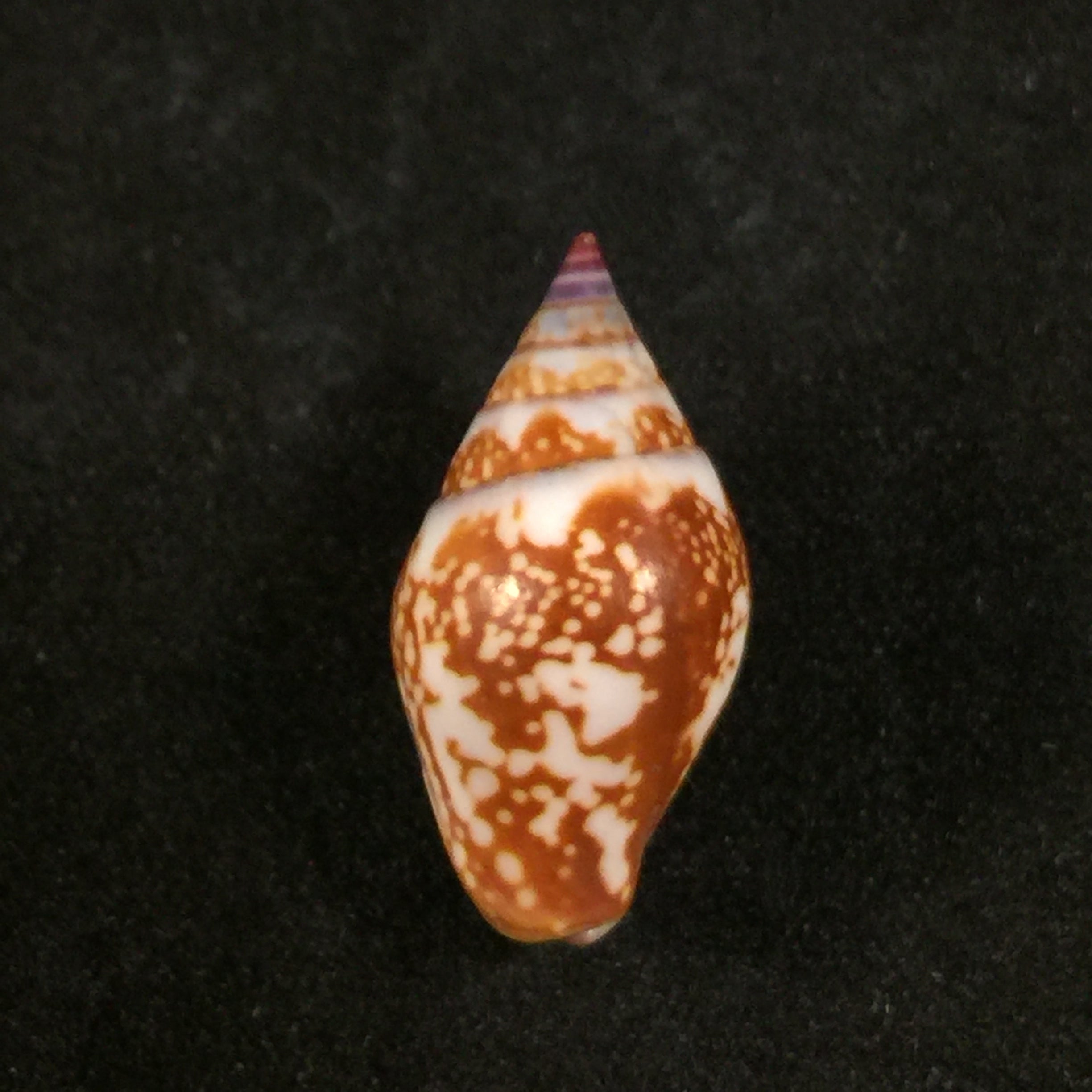 Columbella fuscata GB Sowerby I, 1832 - 20,6mm